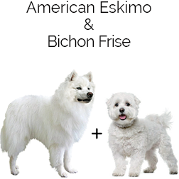 Bichomo Dog